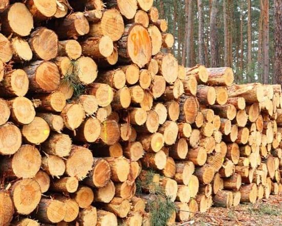 Legna di abete bosco