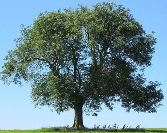 Albero di Frassino