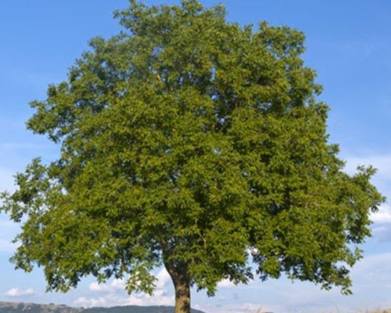 Albero di Noce
