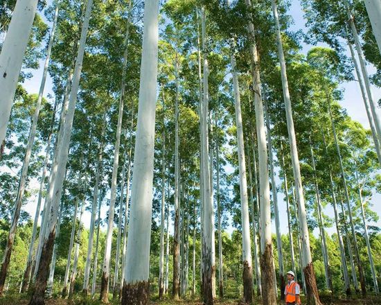 Alberi di Red Grantis